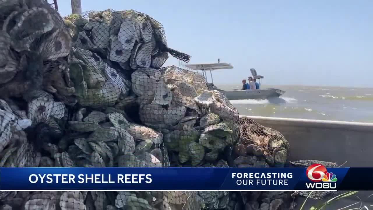 Discarded oyster shells used to build new reefs