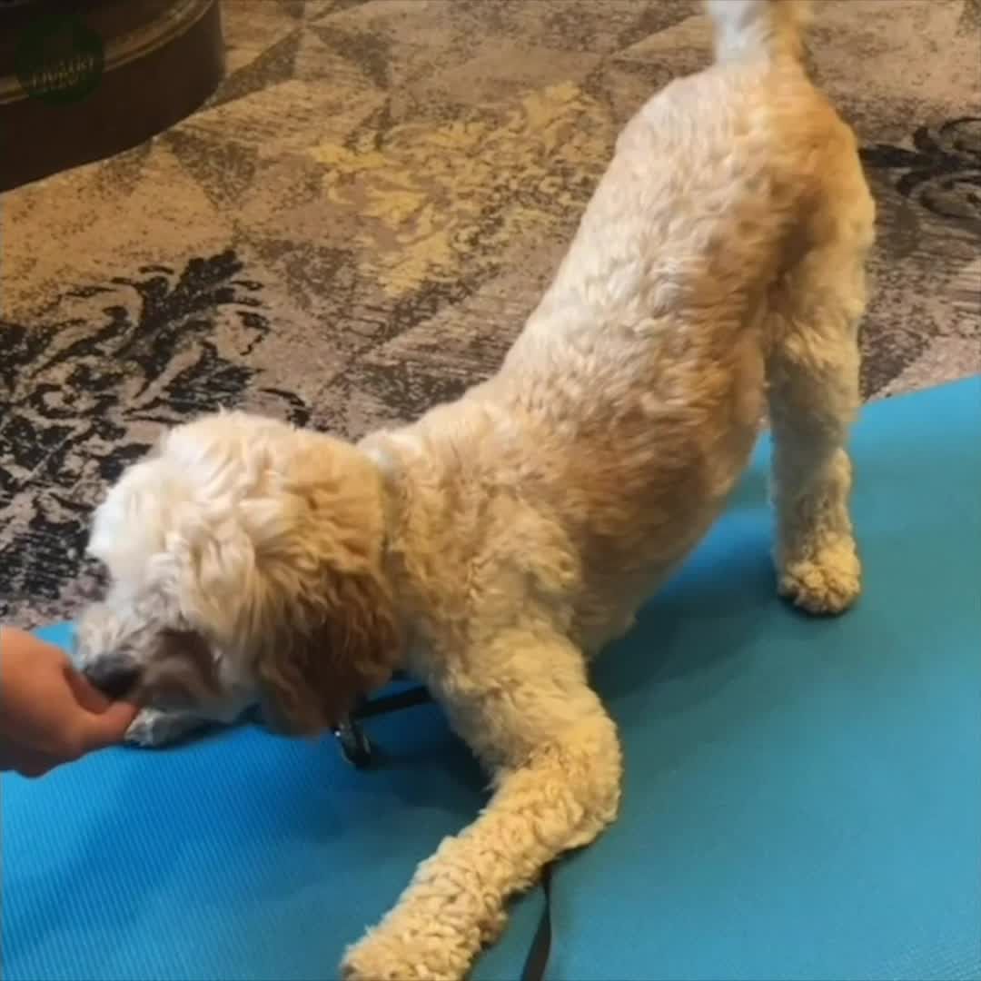 preview for We tried a dog yoga class