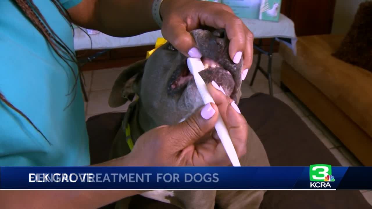 Meet the real life Dr. Doolittle. Elk Grove dentist shares her special invention for dogs