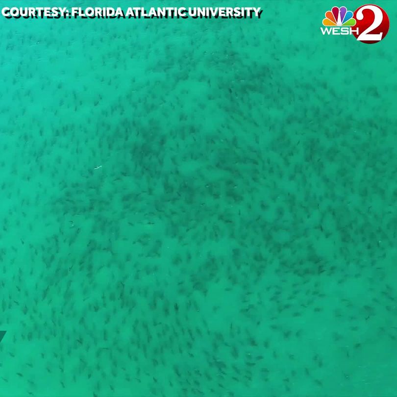 Video Tens Of Thousands Of Sharks Migrate Down Florida S Coast