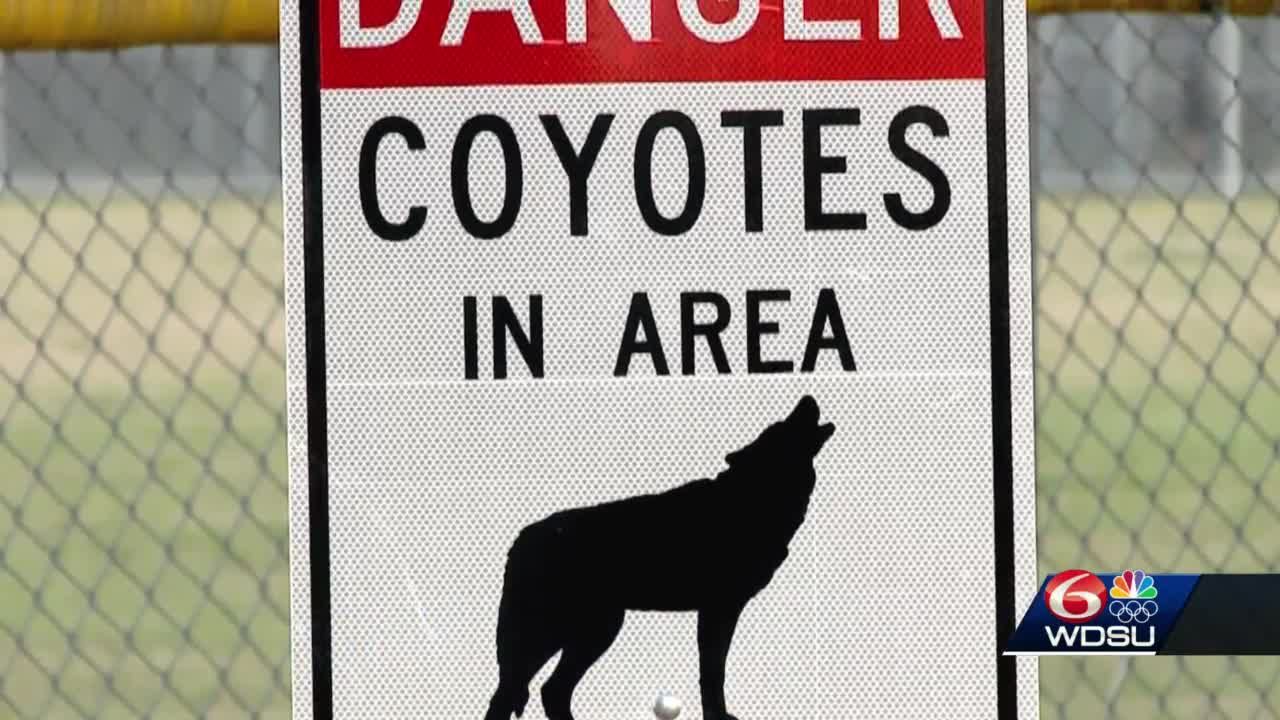 Coyote Information and Safety Tips - 2019 Latest Buzz Archive - Franklin  Lakes, NJ