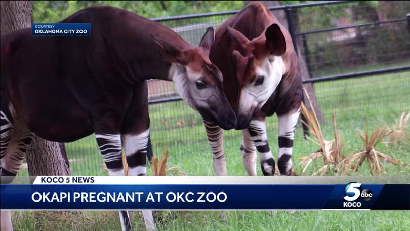 Sumatran Tiger Cubs Receive First Vet Checkup at Oklahoma City Zoo