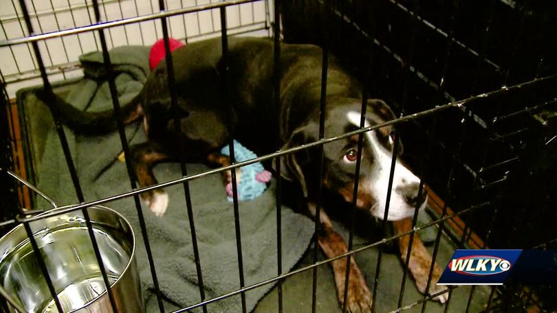 Louisville Metro Animal Services says it is completely out of dog toys