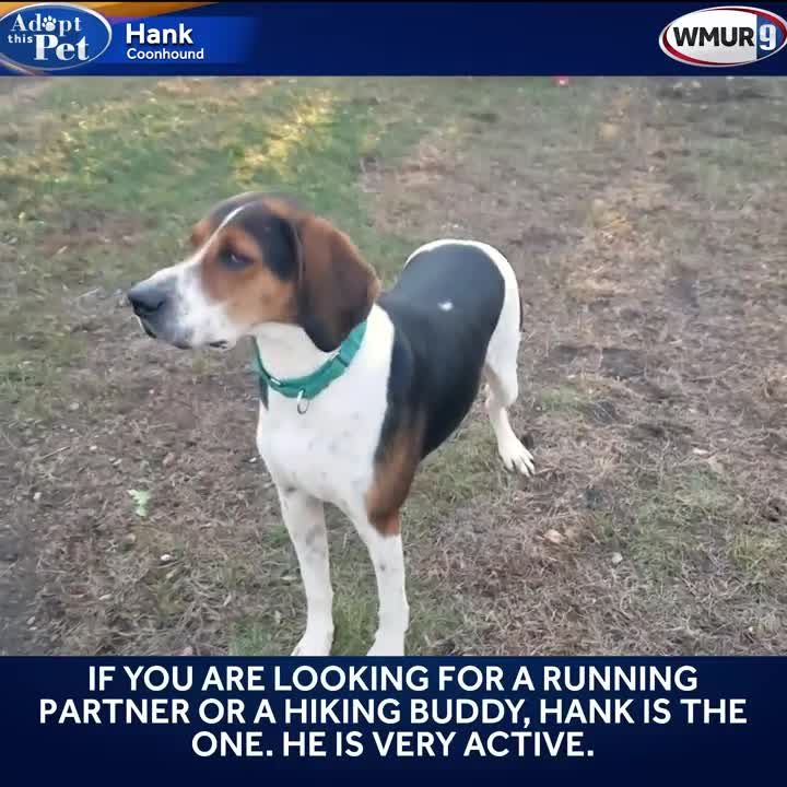 Hank is a 5-year-old Coonhound looking for a new home.