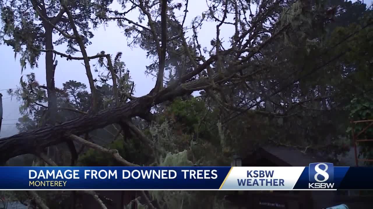 Large tree falls on Monterey home, slamming into powerlines