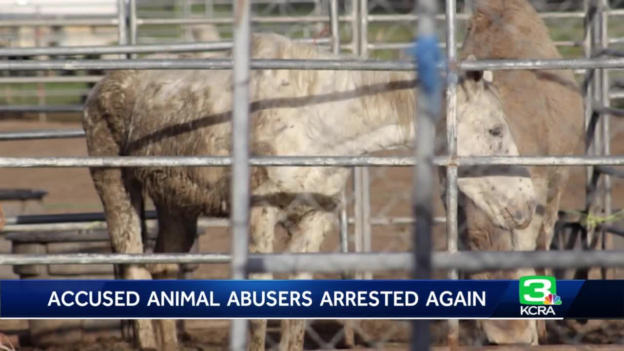 127 animals rescued this week from Sutter County couple accused of animal abuse