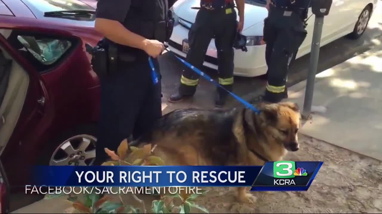 can cops search your car with a dog