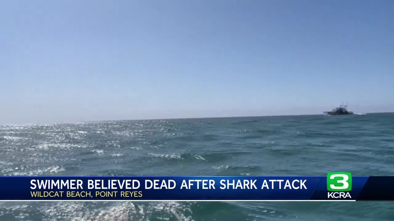 California swimmer believed to be dead after shark attack