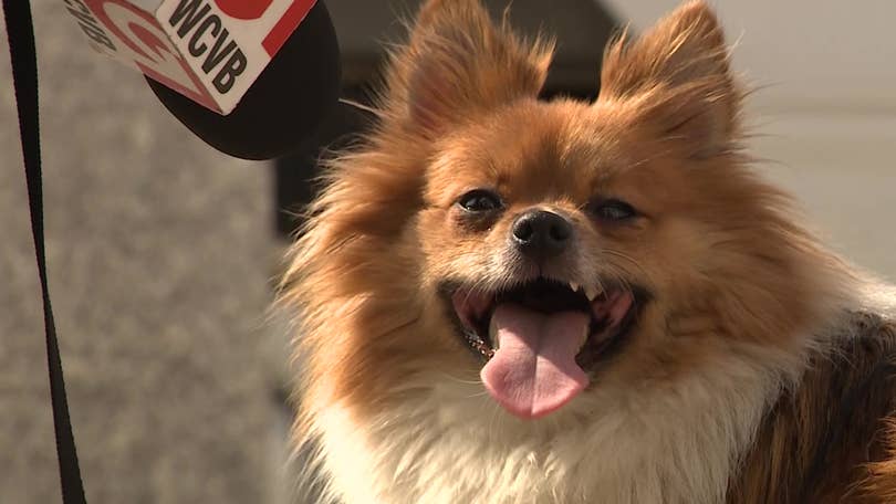 Jack Russell/Chihuahua and Pomeranian: 365-day wait to find forever home in  Burnley, Pendle or the Ribble Valley for inseparable dogs who hadn't been  outside for SIX YEARS