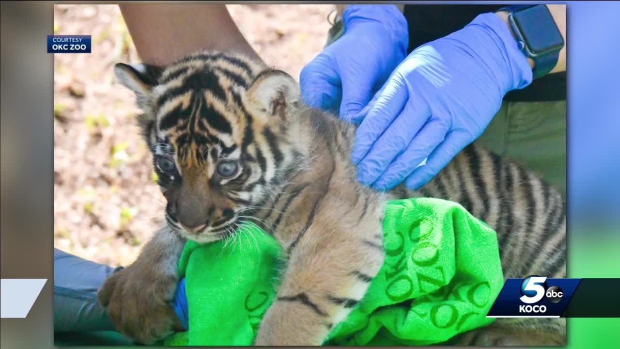Public can see Oklahoma City Zoo's endangered tiger cubs, Luna and Bob