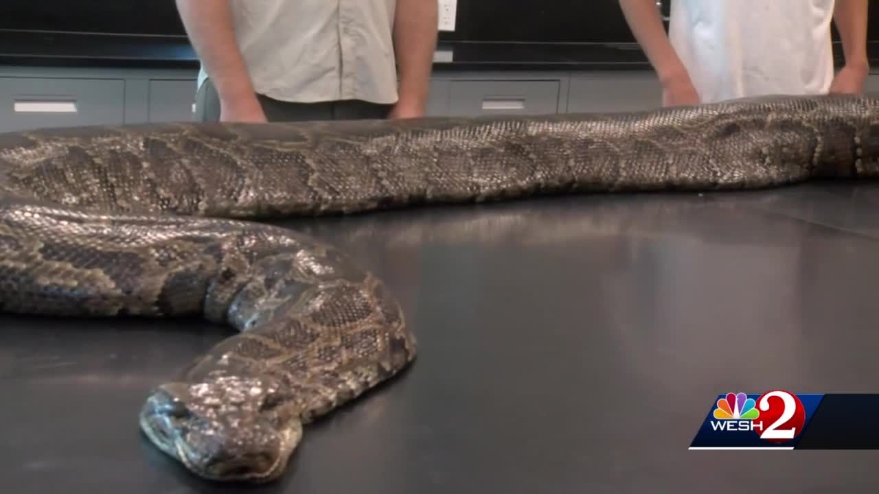 Massive python caught in Florida