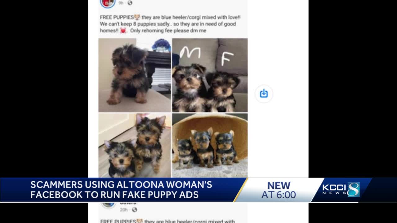 How to Spot a Puppy Scam Online