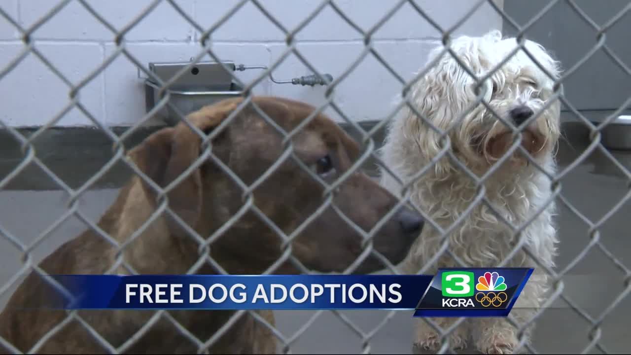 modesto dog pound modesto dog pound