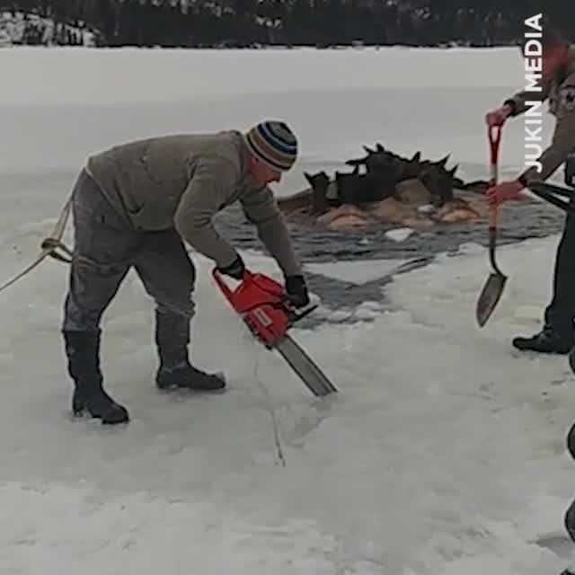 preview for Herd Of Elk Rescued From Frozen Lake