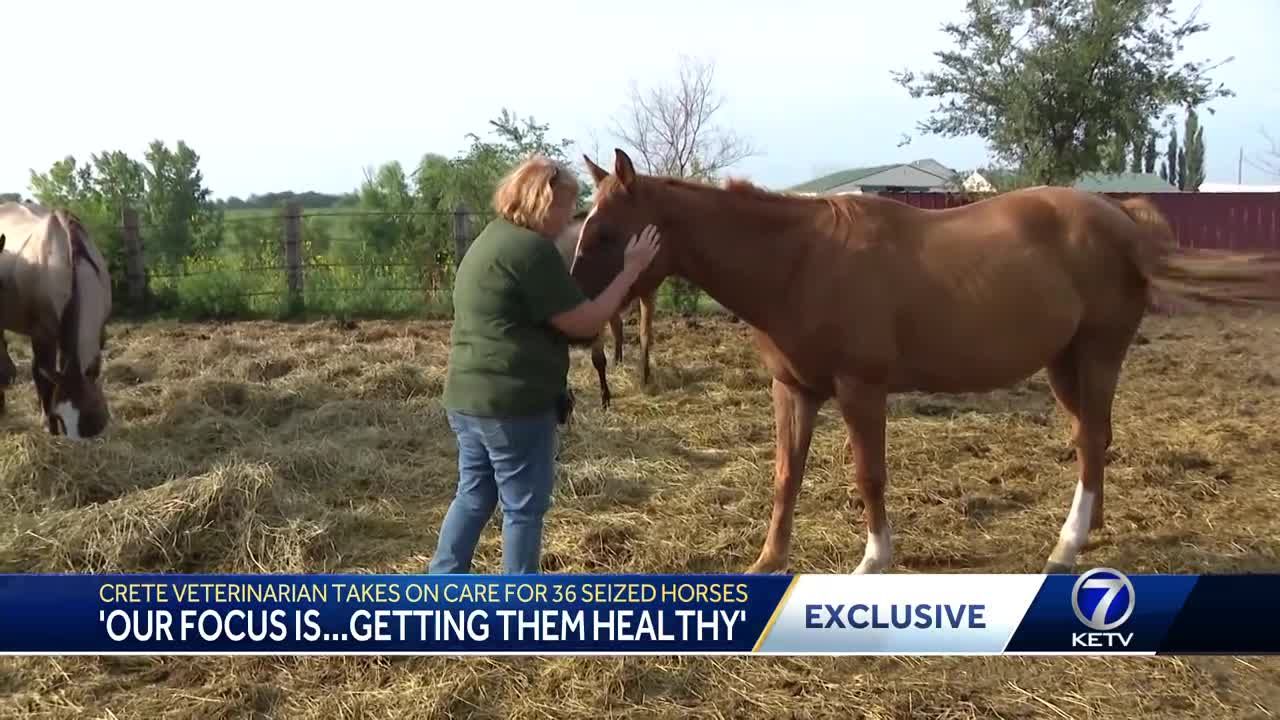 Dozens of seized horses in Gage County neglect case recovering