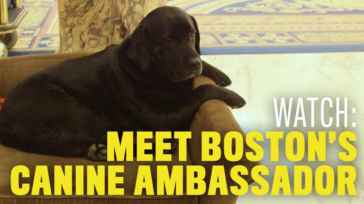 preview for 2017 Boston Marathon: Meet Boston's Canine Ambassador