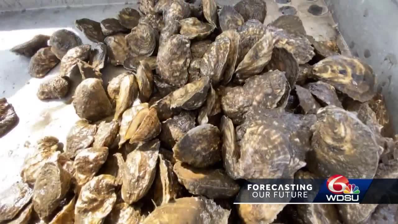 The Different Methods of Growing Oysters
