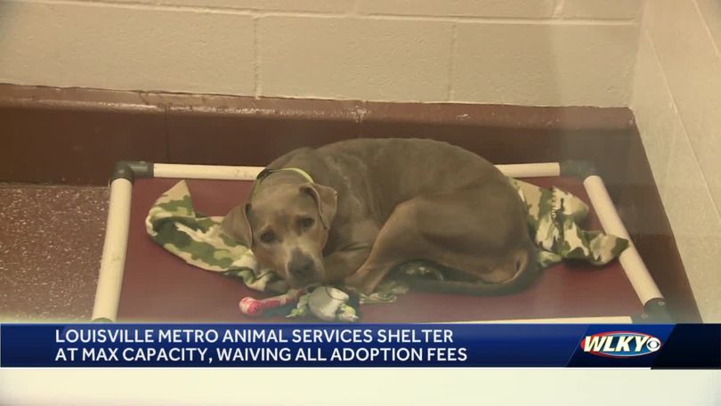 Louisville Metro Animal Services shelter at max capacity, waiving all  adoption fees