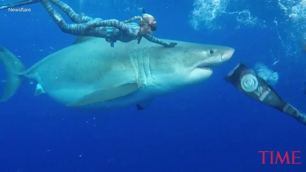 preview for Divers Discovered an Enormous Great White Shark Off the Coast of Hawaii