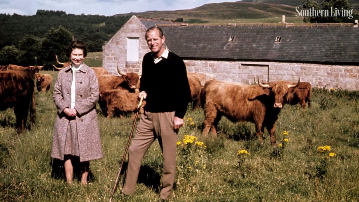 preview for Even Queen Elizabeth’s Cows Are Treated Like Royalty