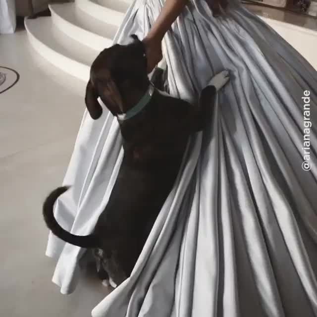 preview for This dog can't get enough of Ariana Grande's Grammys dress