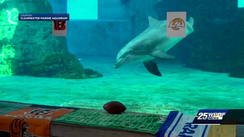 Super Bowl Dolphin chooses Cincinnati Bengals