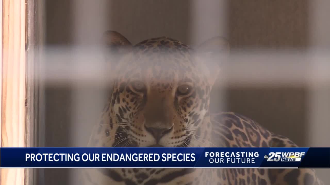 Explore the wonders of endangered species in South Florida