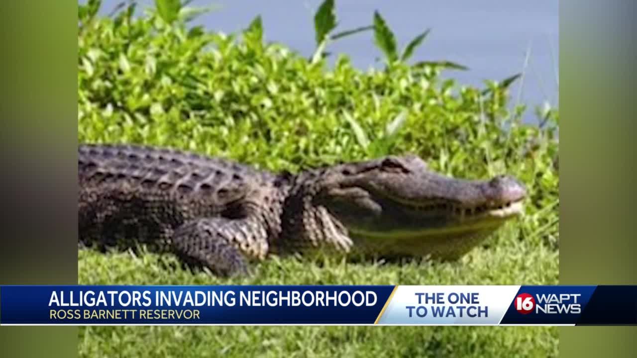Residents concerned about alligators - Flipboard