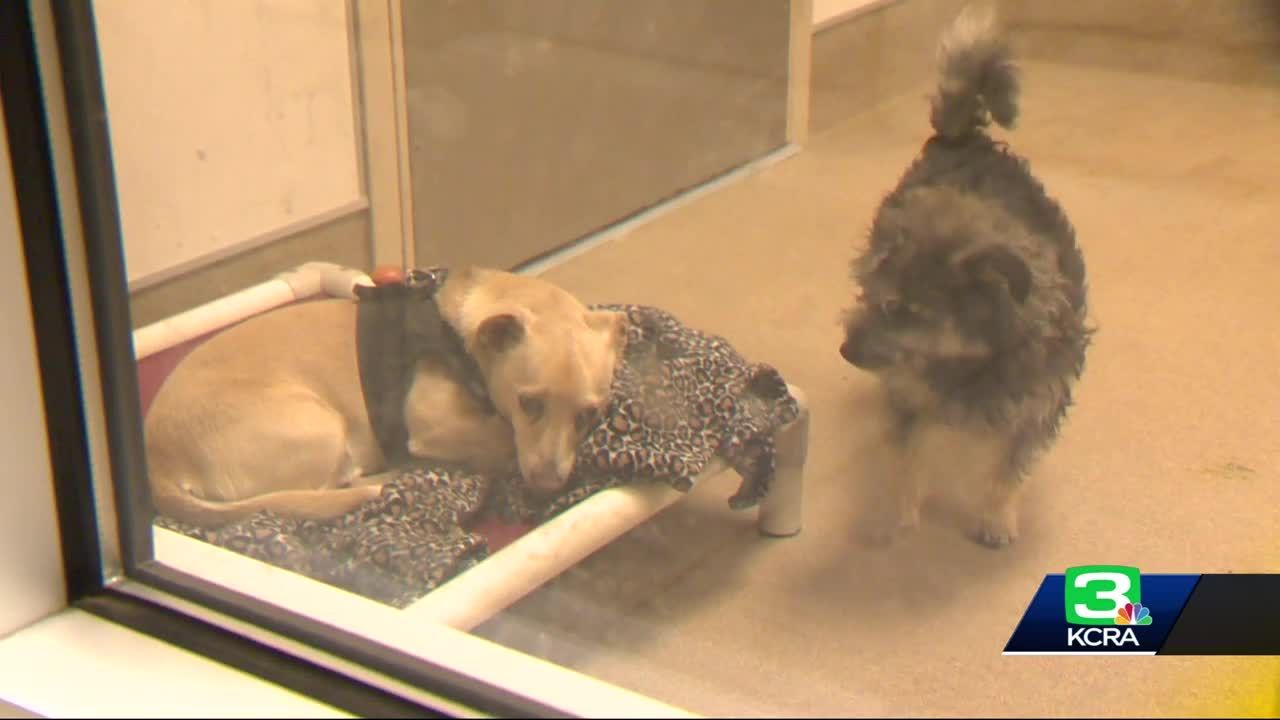 Help needed Sacramento County animal shelter is overflowing with dogs