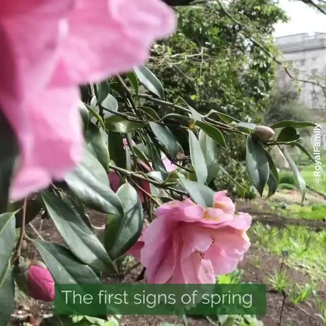 preview for Royal family shares the first signs of spring at Buckingham Palace
