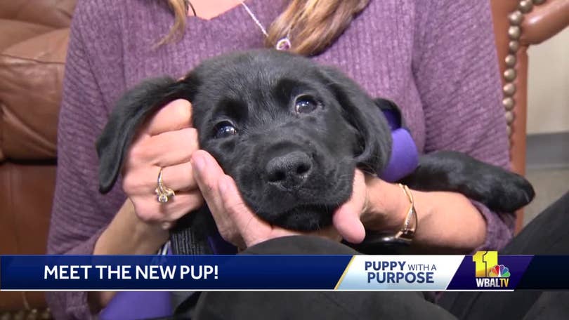 VOTE to name WBAL-TV's next Puppy with a Purpose