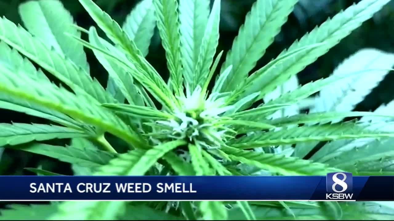 Marijuana farms stinking up Santa Cruz neighborhoods