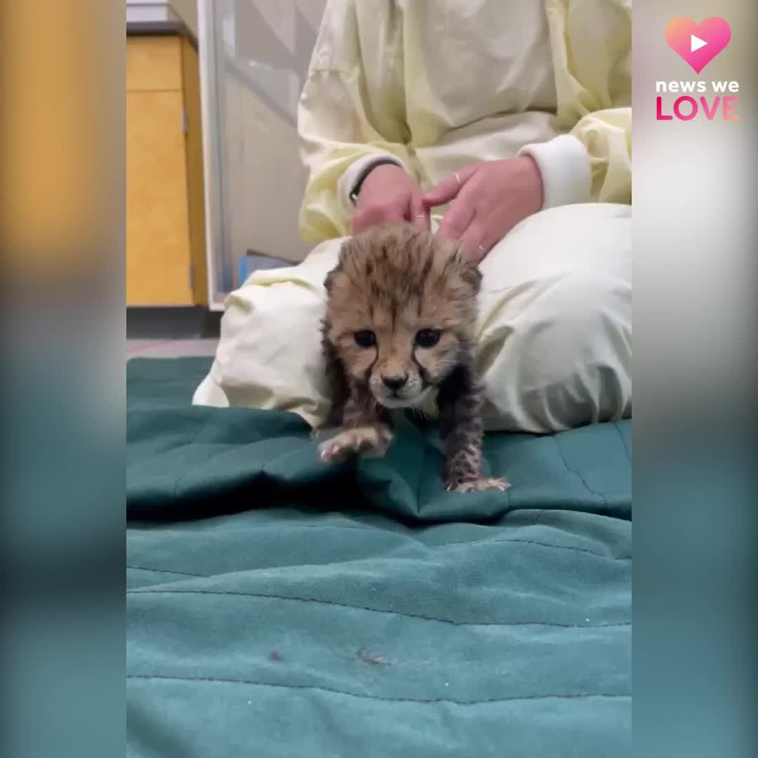 Cincinnati Zoo welcomes 4-week-old cheetah