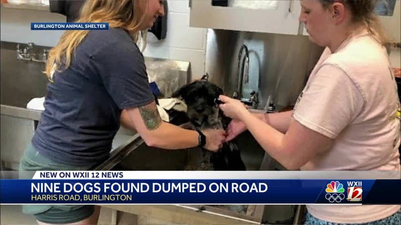 Burlington: Animal Services takes care of 9 abandoned dogs Burlington: Animal Services takes care of 9 abandoned dogs