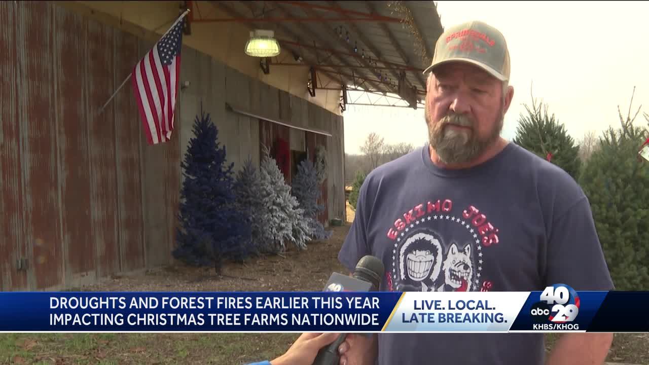 Drought Affects Christmas Trees