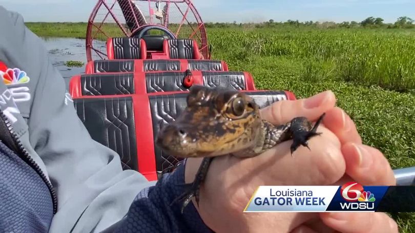 Louisiana alligator conservation dangerous job