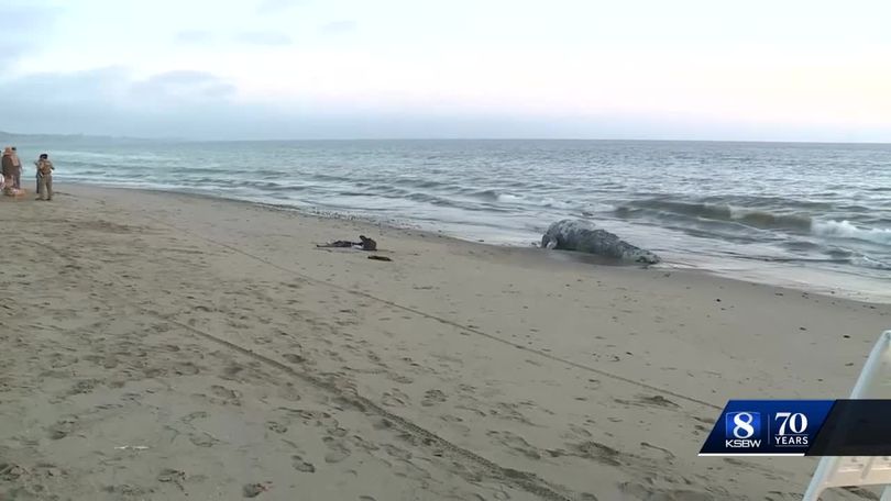Woman dies in Wasaga Beach while at Beach Area 6