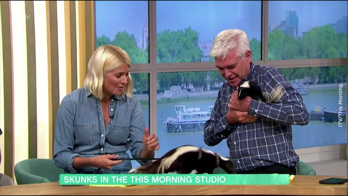 preview for This Morning: Skunk nearly sprays Holly Willoughby on her 10th anniversary of hosting