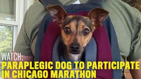 preview for Newswire: Paraplegic Dog To Participate in Chicago Marathon