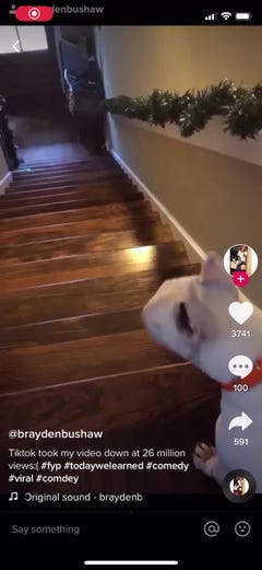 Dog Appears To Fly Down Flight Of Stairs In Viral Tiktok Video