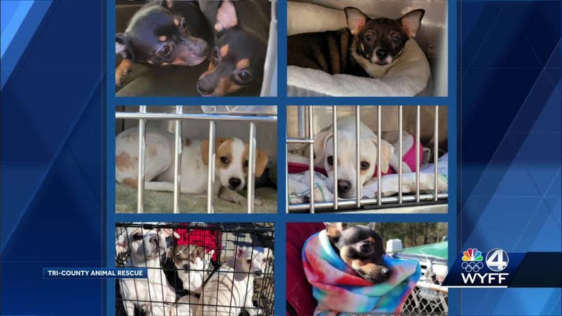 Gaston County: 54 dogs rescued in 'shocking' hoarding case Gaston County: 54 dogs rescued in 'shocking' hoarding case