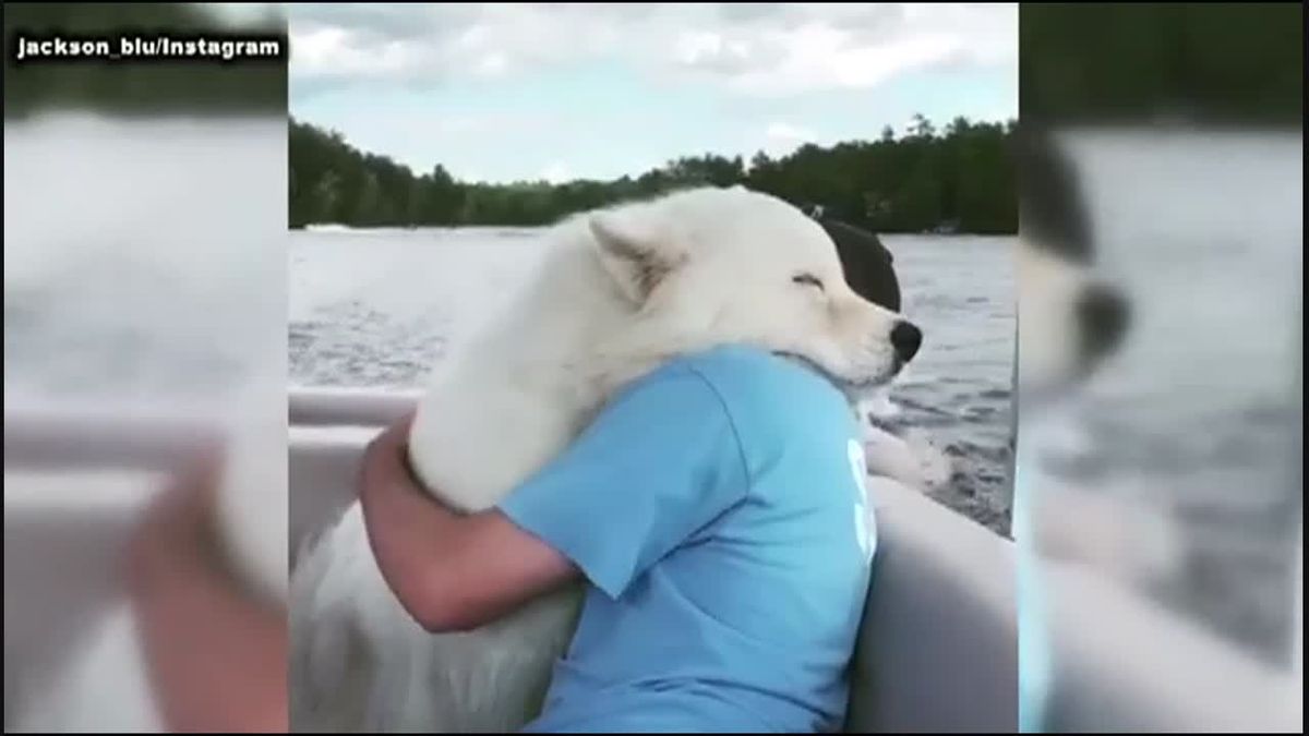 preview for Video of dog and owner hugging goes viral for melting social media's heart