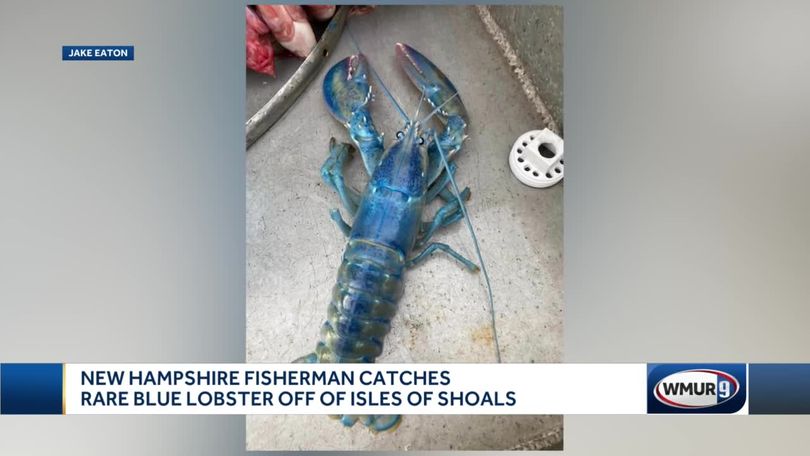 Blue lobster caught off coast of New Hampshire
