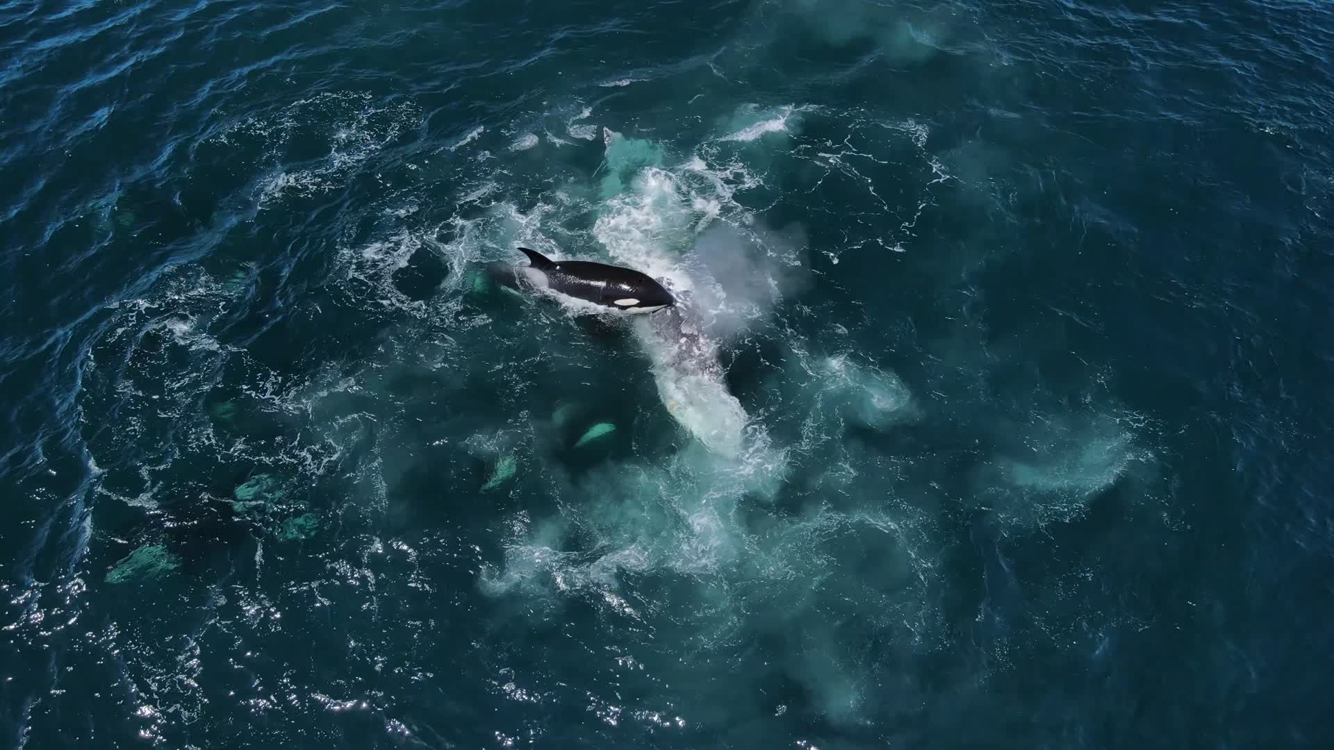 Killer whales attack gray whale in the Monterey Bay