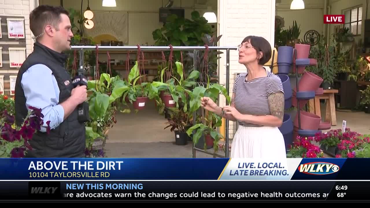 Pest control with plants at Above the Dirt