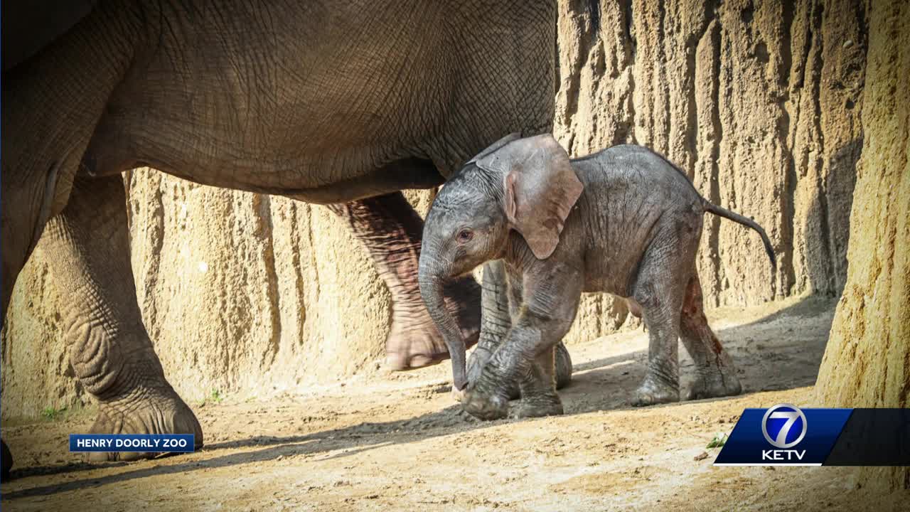 The Omaha Zoo Just Welcomed the Cutest Baby Elephant — See the Photos