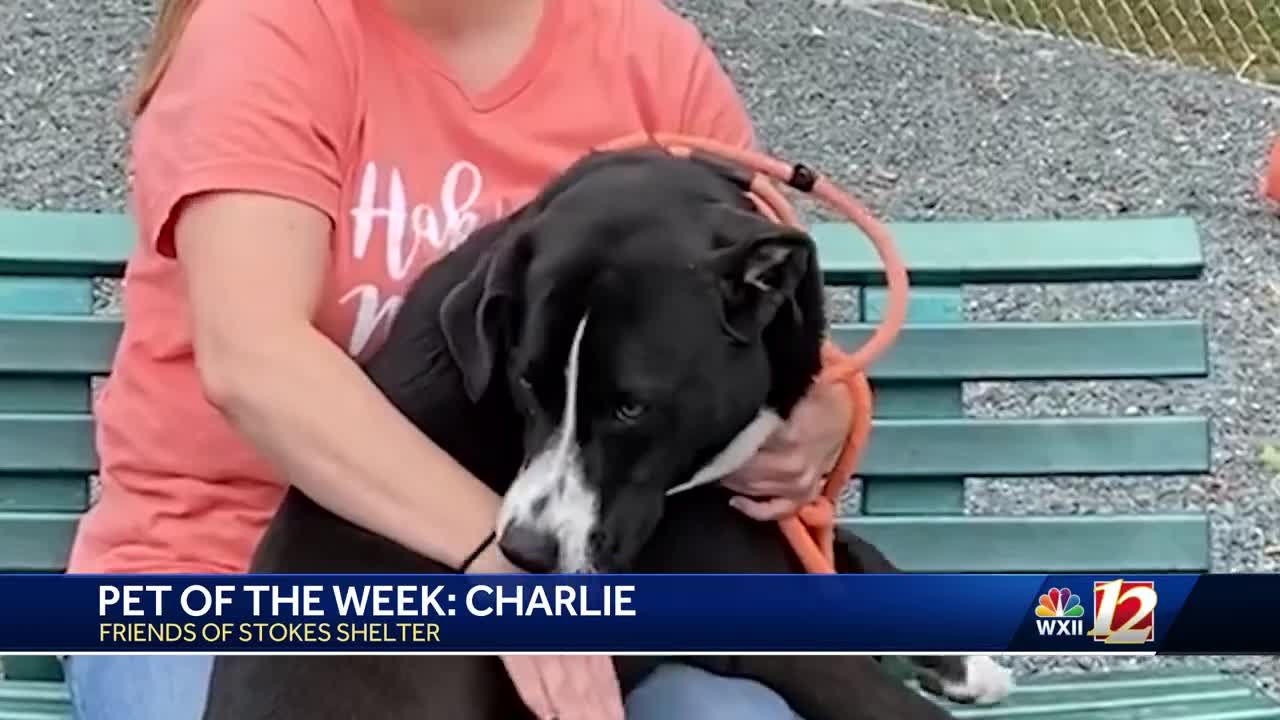 Noon Pet Of The Week: Charlie