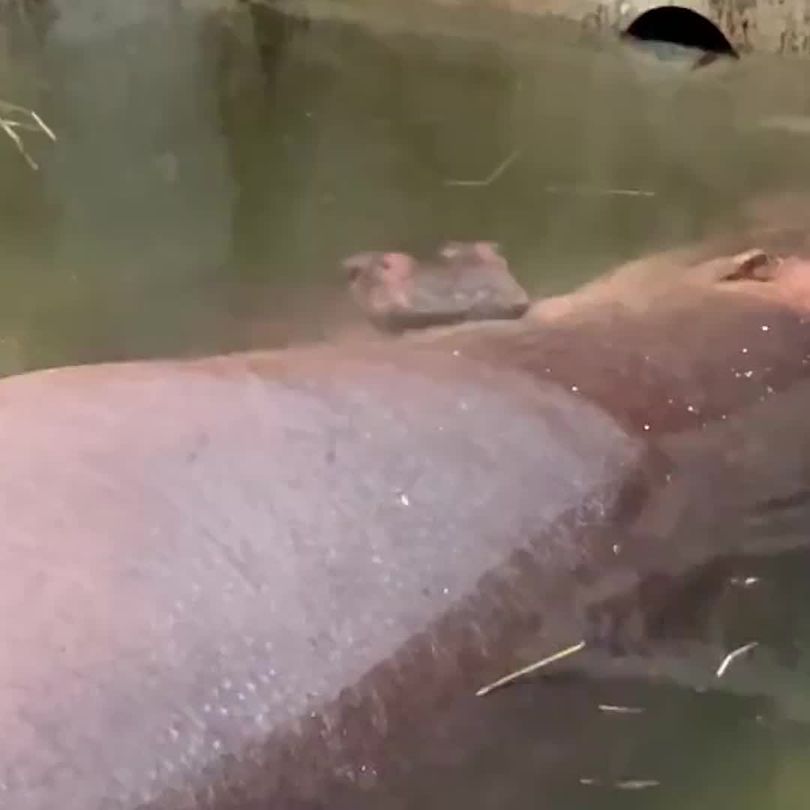 Want To Name The New Baby Hippo At The Cincinnati Zoo Here S How