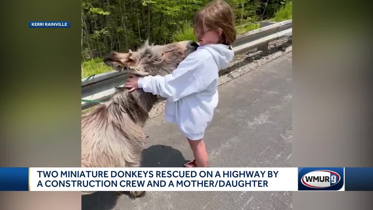 Miniature donkeys rescued on New Hampshire highway by construction crew, mother and daughter