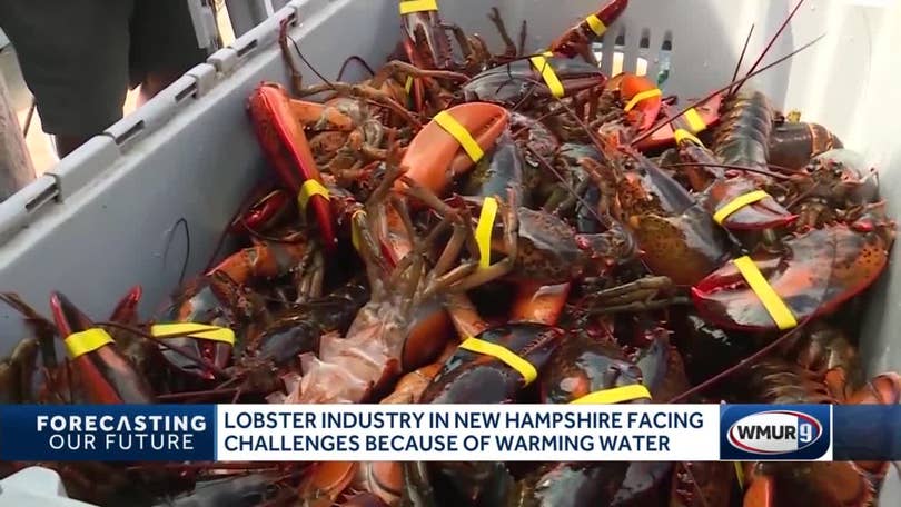 The Gulf of Maine is simmering, but its lobsters seem fine — for now - The  Washington Post